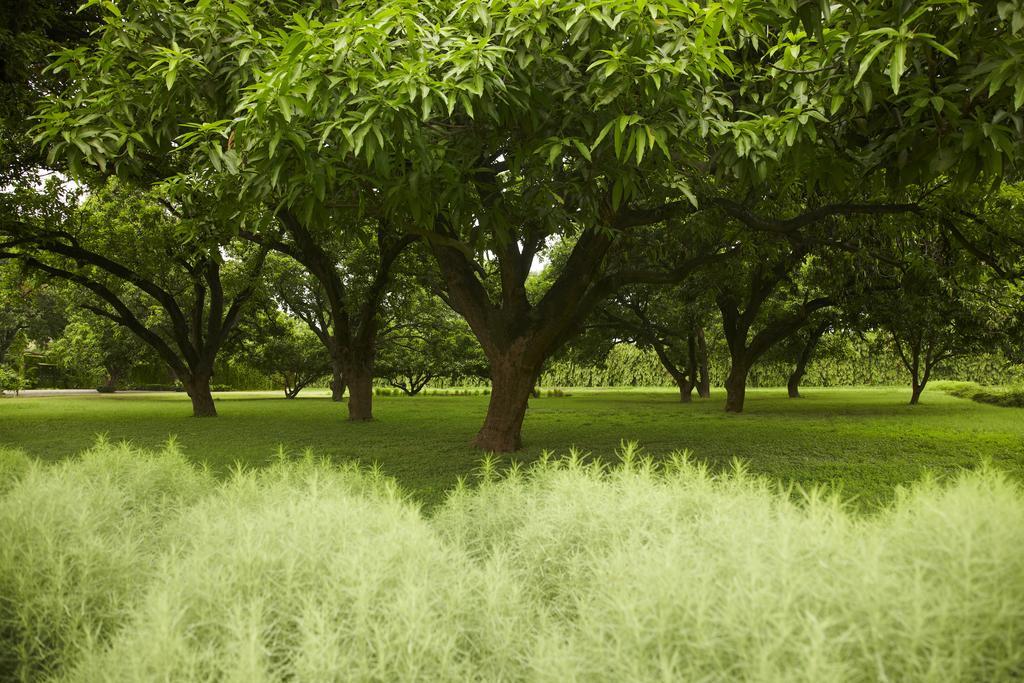 Taj Ganges Váránaszi Kültér fotó Trees in the park